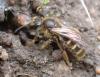 Lasioglossum sp.